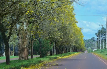 Avenida con árboles de lapacho amarillo en flor, vista de la carretera rodeada de hojas caídas y cielo despejado.