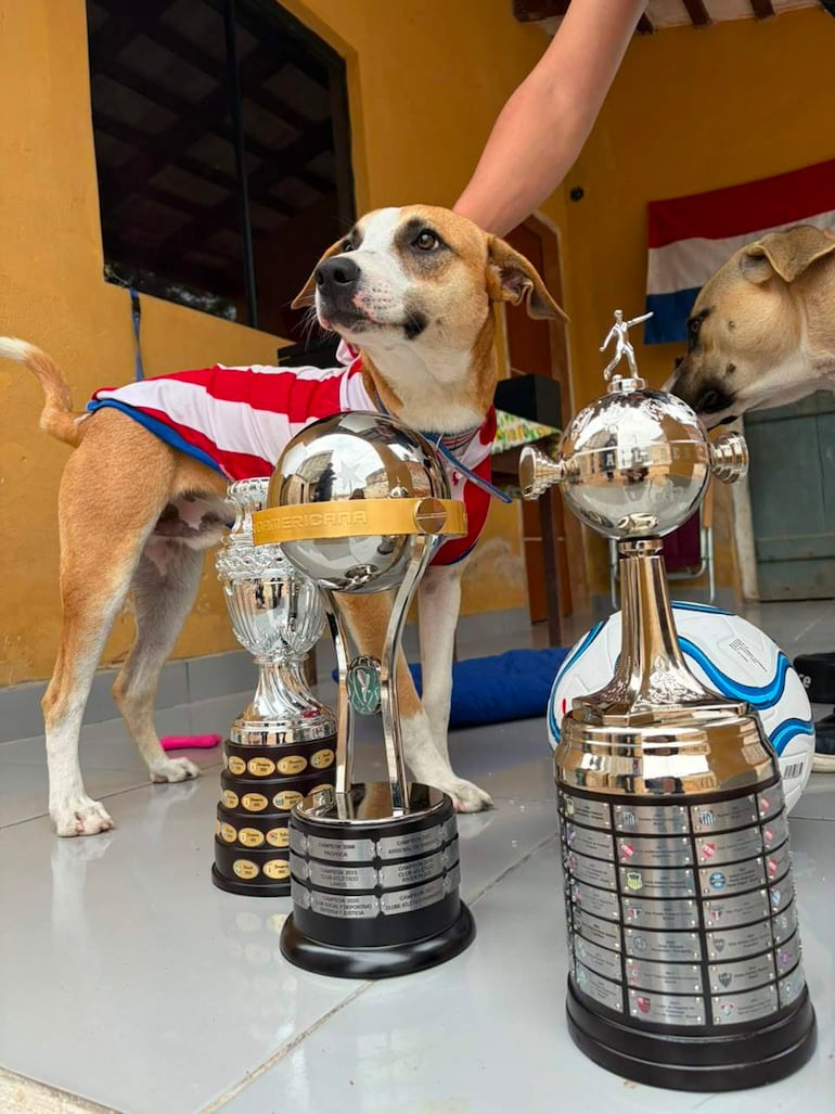 Dexter, el perro albirrojo, con camiseta de los colores paraguayos, posa frente a trofeos en ambiente interior.