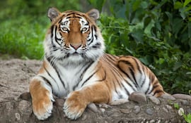 Tigre siberiano (Panthera tigris altaica), también conocido como tigre de Amur, imagen ilustrativa.