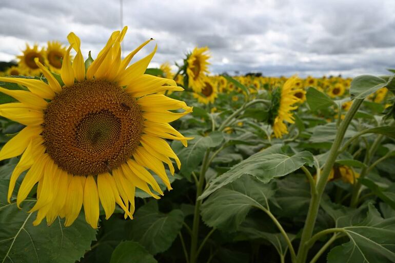 Las flores podrían durar 15 días más, antes de la cosecha. 