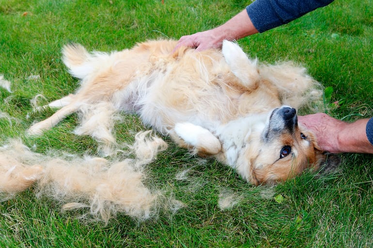 Muda en perros, imagen ilustrativa.