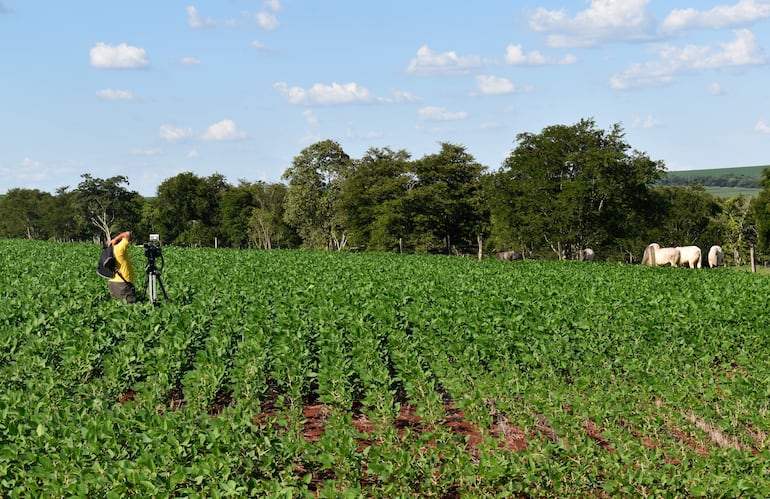 La agricultura y la ganadería pueden crecer juntos. En la gráfica un cultivo de soja, y al fondo el ganado  ocupando  sus pasturas.