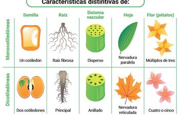 Principales grupos de angiospermas: monocotiledóneas y dicotiledóneas
