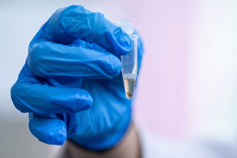 la investigadora postdoctoral Lim Li sostiene una muestra que contiene una chinche de cama triturada en un laboratorio de la Universidad de Ciencias de Malasia (USM) en George Town, en la isla de Penang.