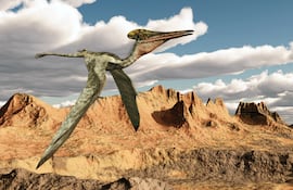 Pterosaurio, ilustración.