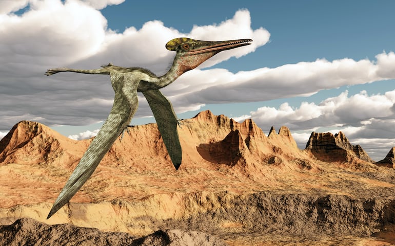 Roban huellas de pterosaurio en Marruecos: hallazgo científico de valor incalculable desaparece - Ciencia