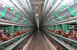 Se estima en US$ 130 millones el movimiento para este año en el sector de producción de huevos.