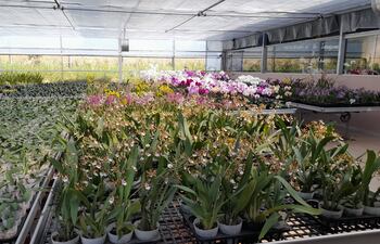Inauguran bloque de invernadero de orquídeas en Caacupé