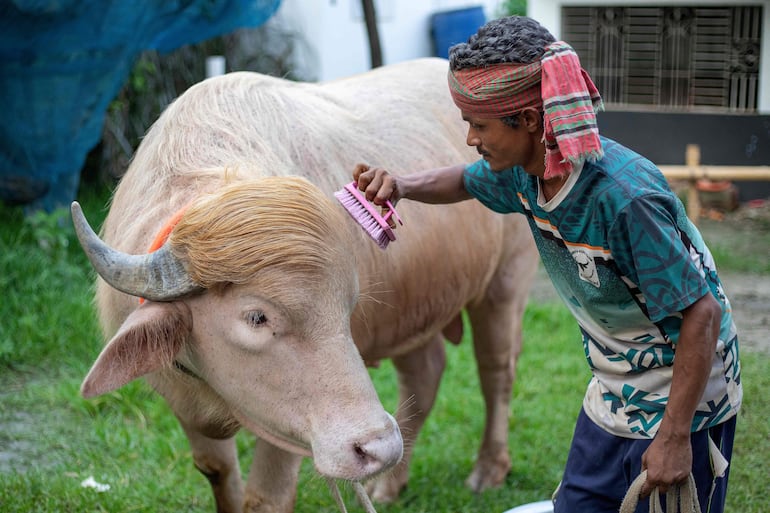 Esta fotografía tomada el 17 de mayo de 2026 muestra a un cuidador atendiendo a un búfalo albino apodado “Donald Trump” en venta antes del Eid al-Adha en una granja de ganado en Narayanganj.