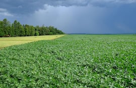 Imagen ilustrativa de plantaciones de soja. Desde la UGP señalan que el acuerdo comercial con la UE puede ser positivo, pero lo miran con cautela.