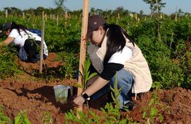 Campaña de reforestación de Coca-Cola Paresa y ATP.