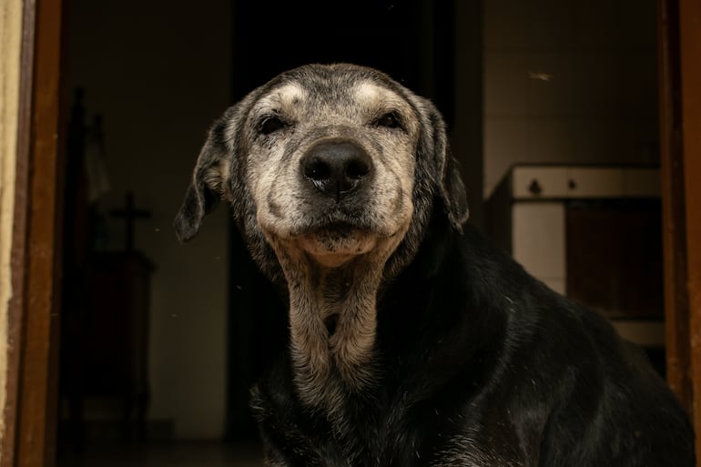 Cómo cuidar a un perro con demencia senil.