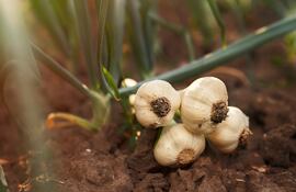 Ambicioso plan para reactivar el cultivo de ajo
