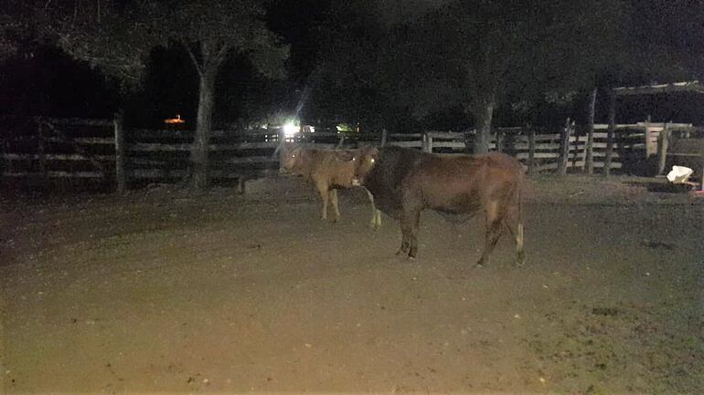 Los dos vacunos recuperados durante allanamiento en una establecimiento ganadero de Acahay.