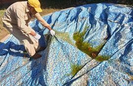 Instan a eliminar periódicamente posibles criaderos de mosquitos.