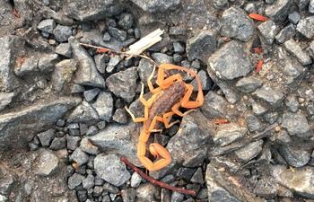 Muchos pacientes reportan la proliferación de alacranes con el incremento de temperaturas.