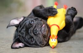 Un pug con un pollo de goma.