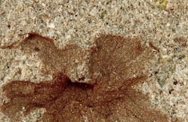 Patagoflora minima, flor fósil en el yacimiento La Flecha..