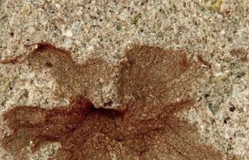 Patagoflora minima, flor fósil en el yacimiento La Flecha..