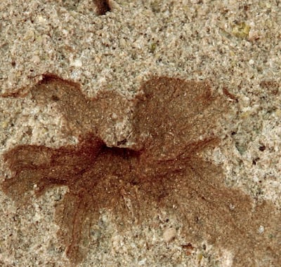 Patagoflora minima, flor fósil en el yacimiento La Flecha..