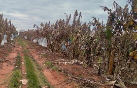 La sequía muestra su peor rostro a los más vulnerables del campo, en este caso, los productores de banana de Guayaybí.