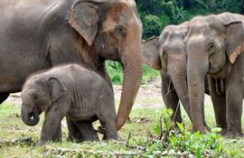 Tailandia repatrió a un elefente desde Sri Lanka. (Imagen de referencia)