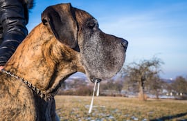 Perro de la raza Gran Danés.
