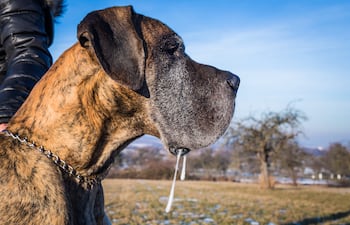 Perro de la raza Gran Danés.