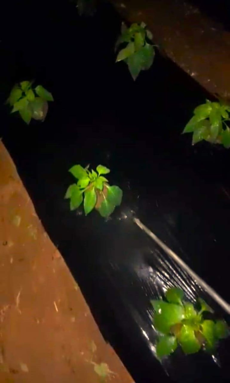 Algunos productores rociaron sus cultivos de locote y tomate con una mezcla de caña y agua para protegerlos de las heladas en Paraguarí.