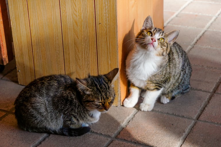 Si tu gato se lame con insistencia debajo de la cola, arrastra el trasero o rechaza sentarse, podría tener irritación en los sacos anales.