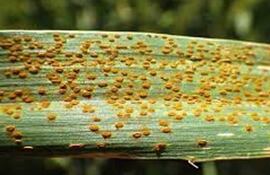 Esta es la forma en que se presenta la roya de la hoja en trigo y que puede causar grandes pérdidas a los productores.