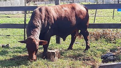 Según el exfiscal de la causa, Florencio Pereira, el ganado denunciado como robado no le corresponde a la denunciante y debe ser entregado a la familia Ramírez.