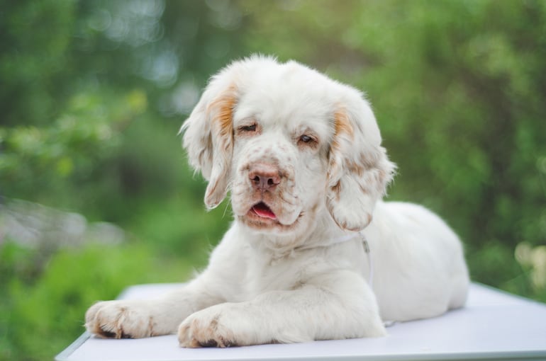 Perro de la raza Clumber spaniel.