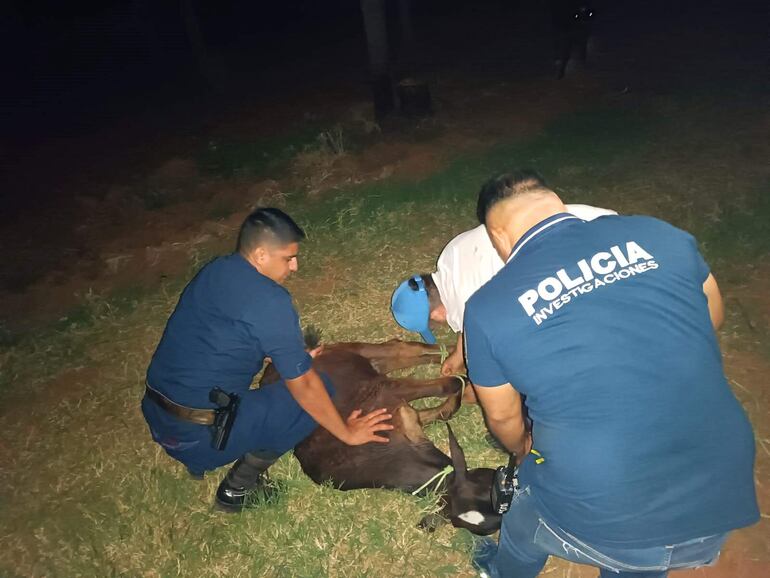 Efectivos policiales de Itá recuperan un torito hurtado en Pirayú.