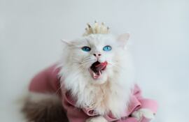 Gato Ragdoll con una corona.