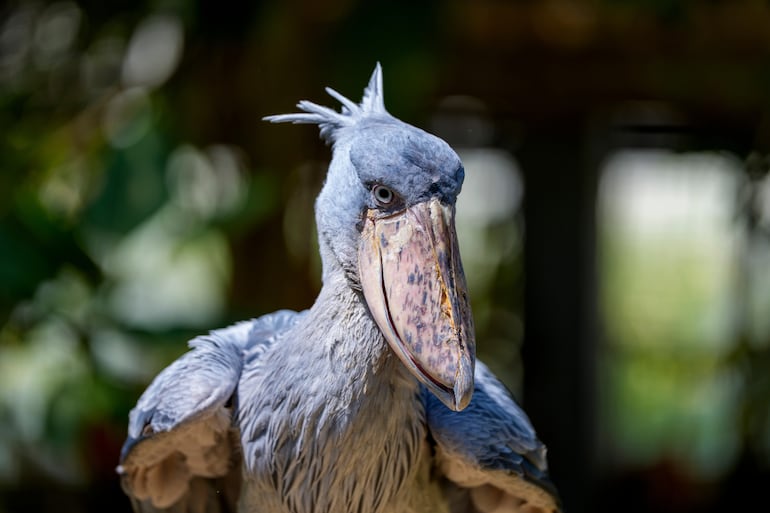 Ave pico de zapato (Balaeniceps rex).