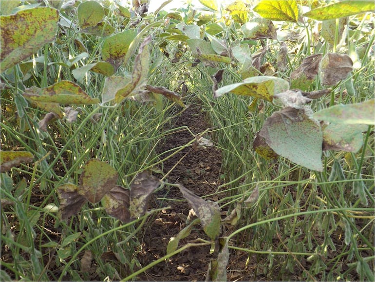 Estado de cultivos de soja con plantas amarillentas y manchas marrones en un campo agrícola.