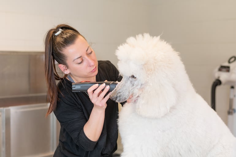 Caniche poodle estándar.