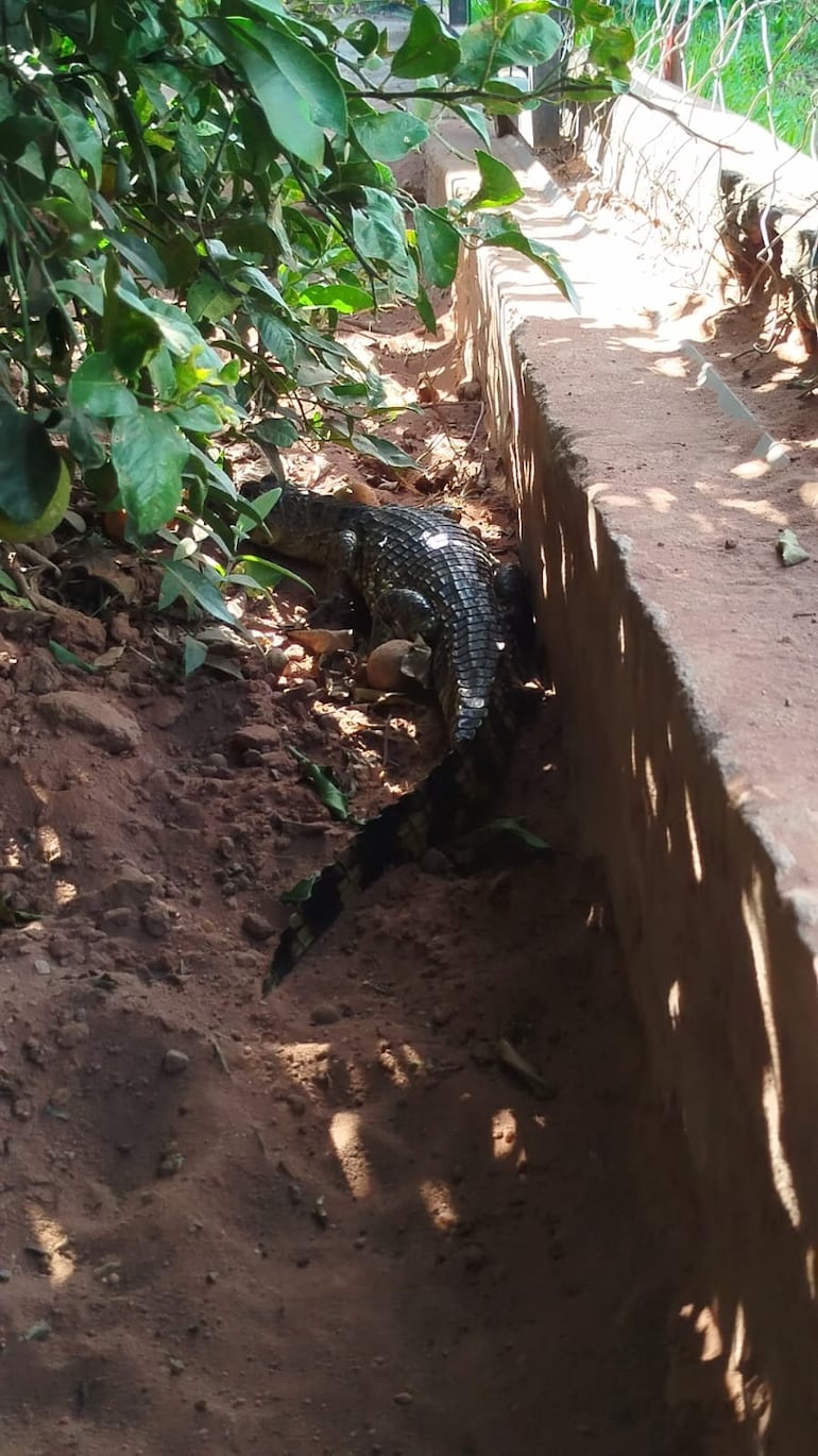 Imágenes de una cría de yacaré que fue rescatada en la ciudad de San Antonio.
