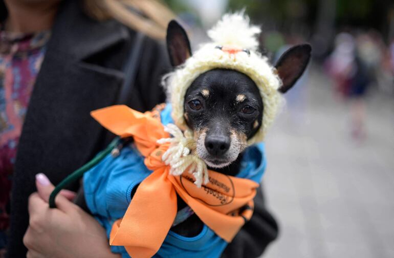 La correa de tu perro debe ser la adecuada para su tamaño y fuerza. 