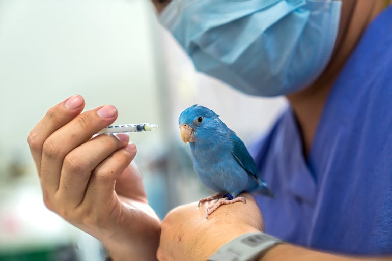 Veterinario atiende un ave en su consultorio.