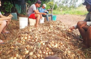 Angustiados cebolleros de distritos de Paraguarí esperan comercializar sus productos.