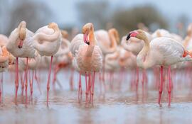 Phoenicopterus roseus o flamenco mayor.