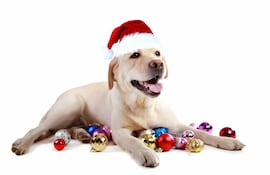 Perro y bolas navideñas.