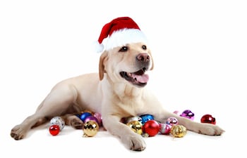 Perro y bolas navideñas.