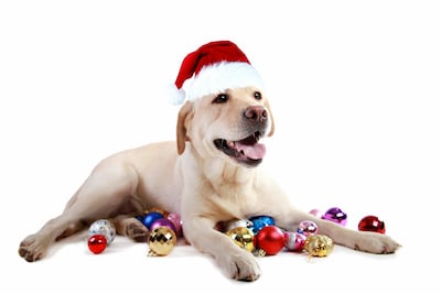 Perro y bolas navideñas.