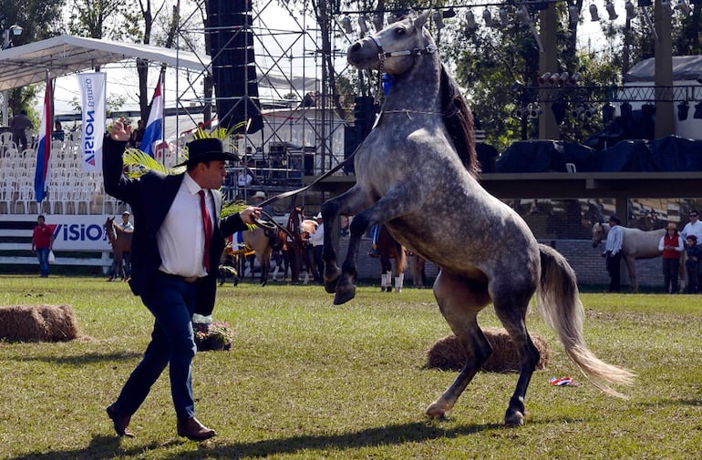 Espectáculos equinos en el ruedo central.