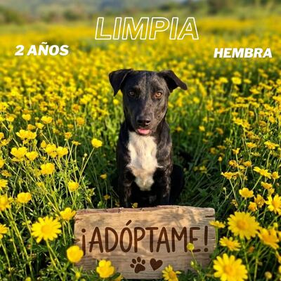 La Dirección de Defensa Animal publicó el catálogo de adopción en la "Edición Amigos".