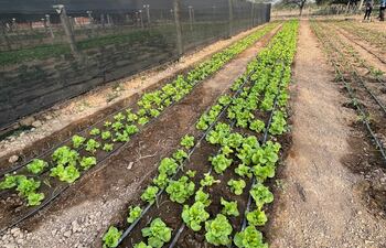 Buena parte de la producción se encuentra bajo “media sombra” ,que suman los 2.000 metros cuadrados, sin la cual afirmaron que es imposible encarar la producción de las hortalizas