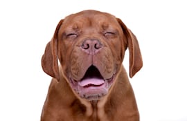 Perro de la raza Dogo de Burdeos gracioso.